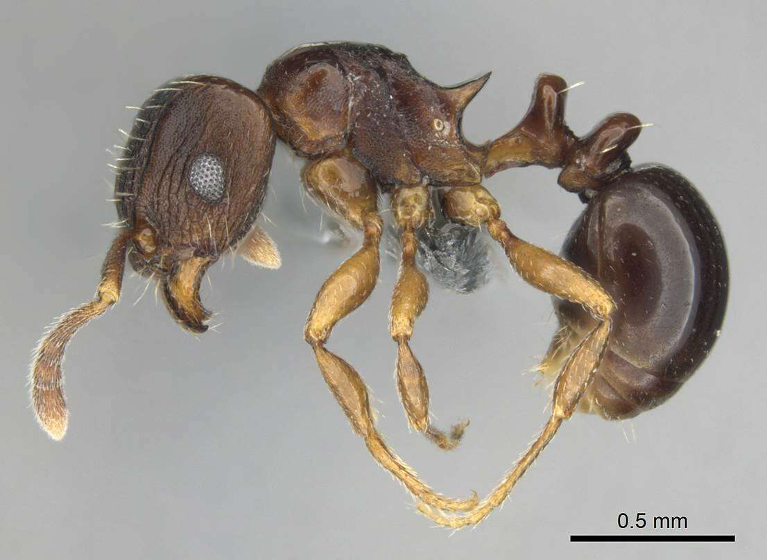 Image of Tetramorium humbloti Forel 1891