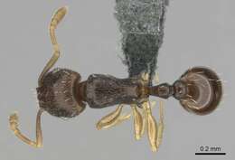 Image of Tetramorium nigrum Forel 1907