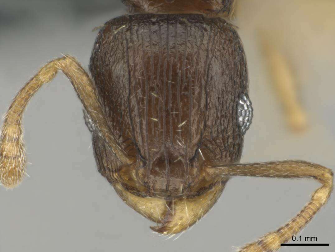 Image of Tetramorium nigrum Forel 1907