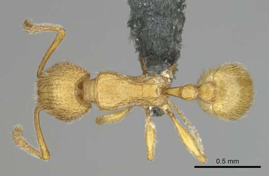 Image of Tetramorium intonsum Bolton 1980