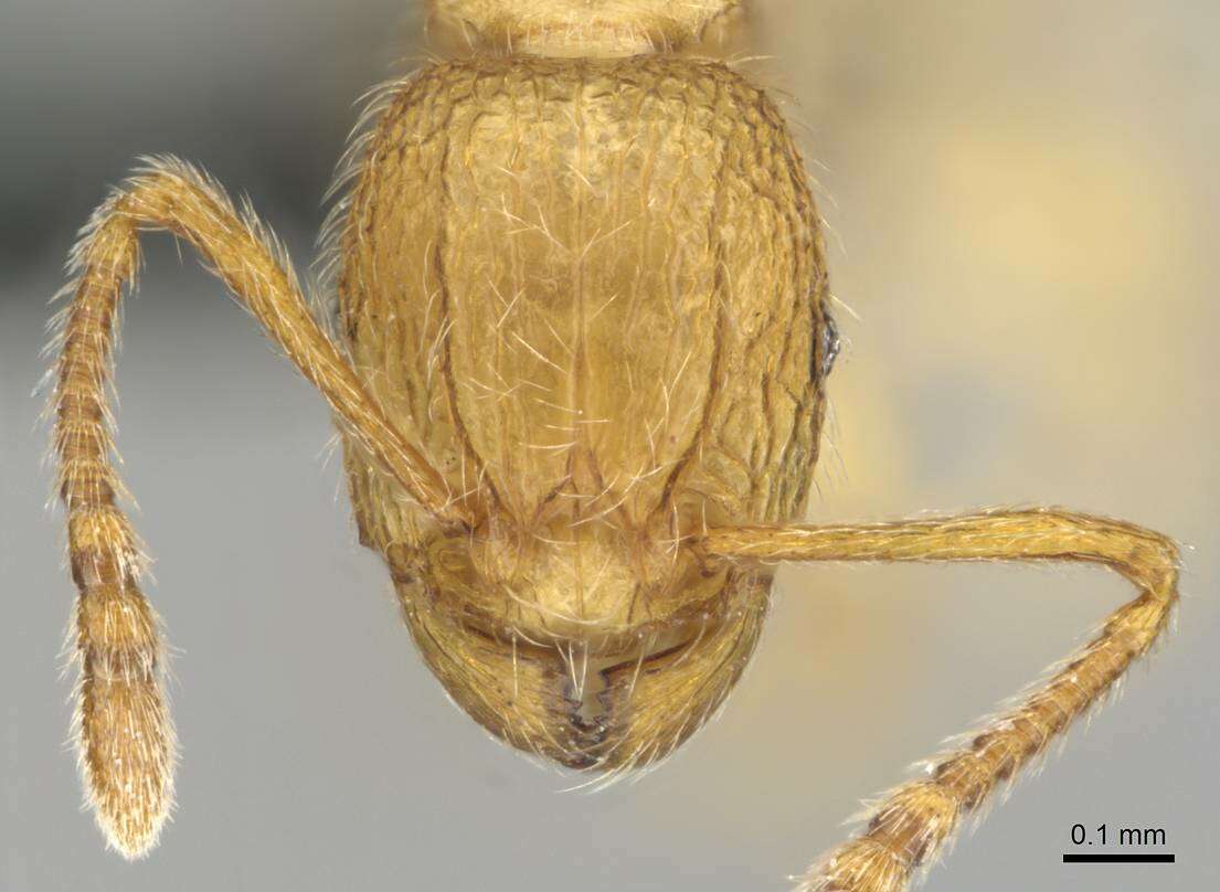 Image of Tetramorium intonsum Bolton 1980