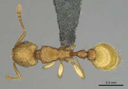 Image of Tetramorium phasias Forel 1914