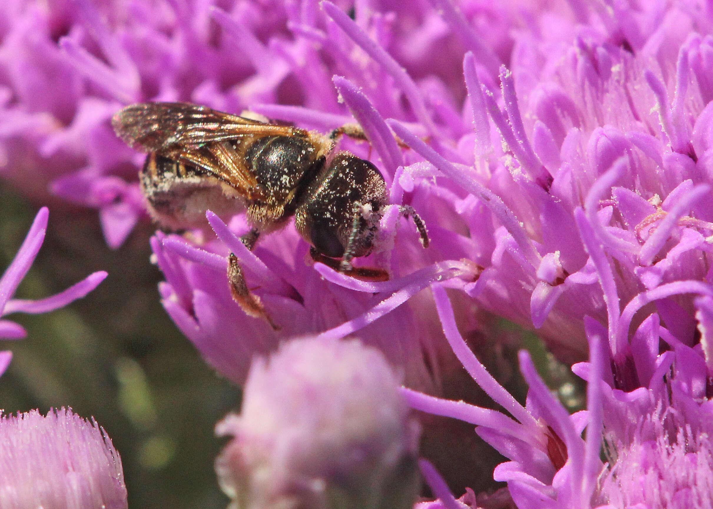 Image of Halictus poeyi Lepeletier 1841