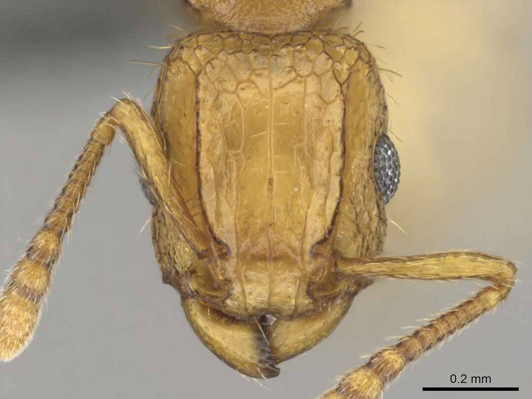 Image of Tetramorium phasias Forel 1914