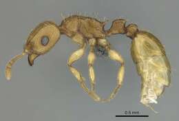 Image of Tetramorium phasias Forel 1914