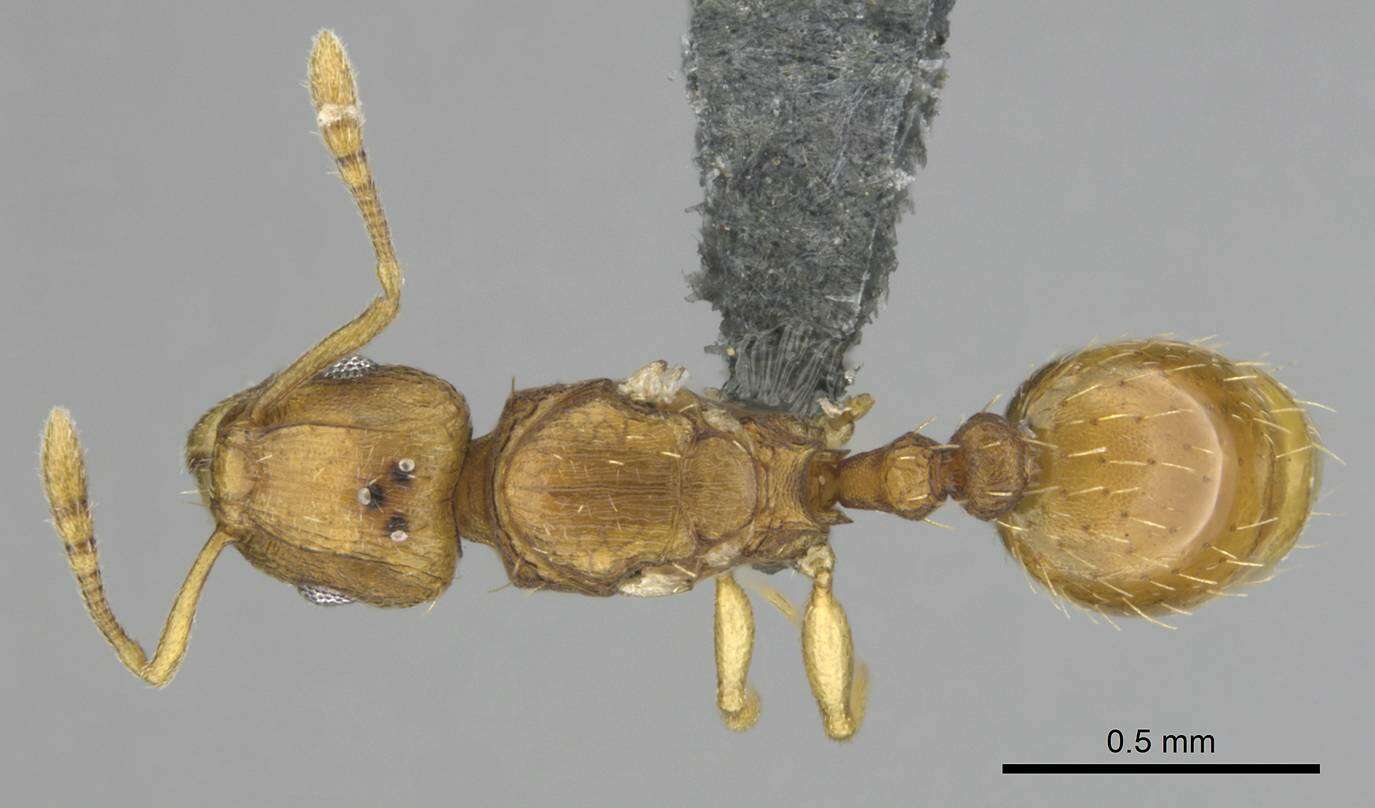 Image of Tetramorium phasias Forel 1914