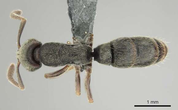 Image of Panther Ants