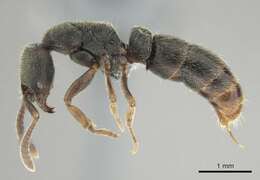 Image of Panther Ants