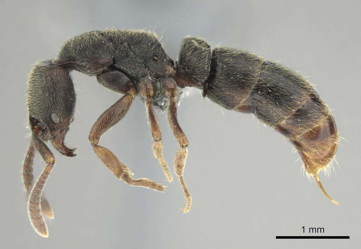 Image of Panther Ants