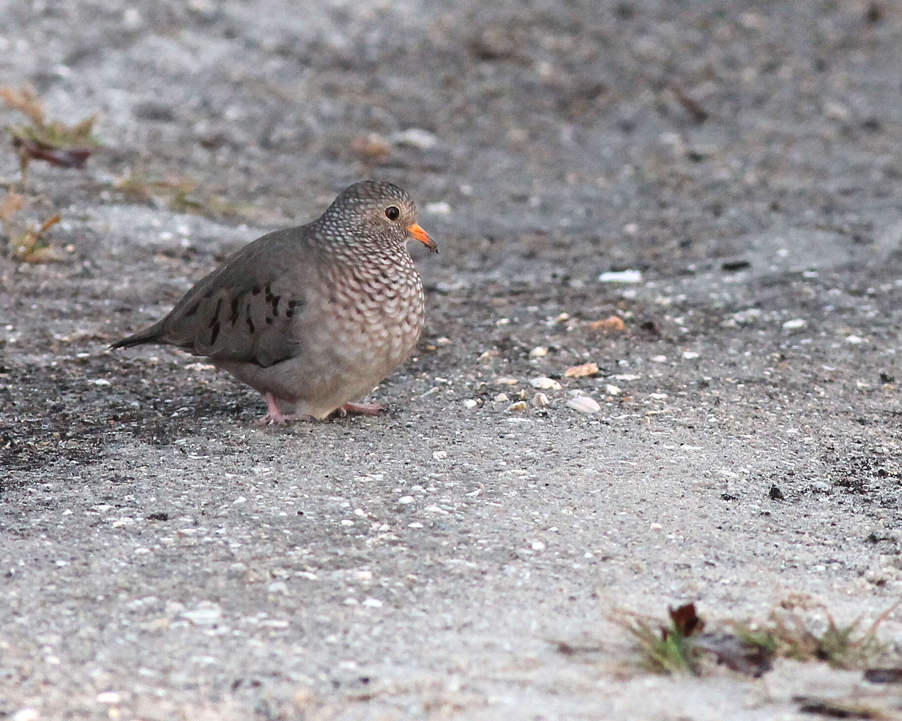 صورة Columbina passerina (Linnaeus 1758)