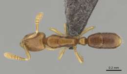 Image of <i>Hypoponera perparva</i>