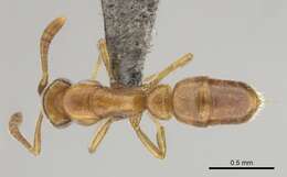 Image of Hypoponera occidentalis (Bernard 1953)