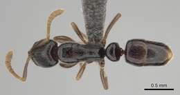 Image of Hypoponera occidentalis (Bernard 1953)