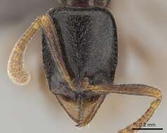 Image of Hypoponera occidentalis (Bernard 1953)