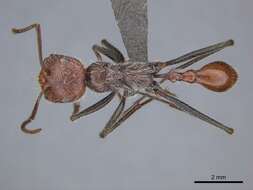 Ocymyrmex alacer Bolton & Marsh 1989 resmi