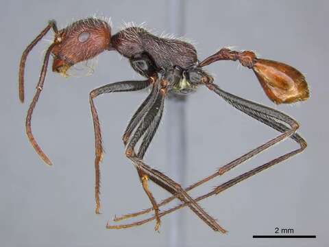 Ocymyrmex alacer Bolton & Marsh 1989 resmi