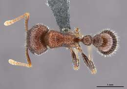 Image of Tetramorium peringueyi Arnold 1926