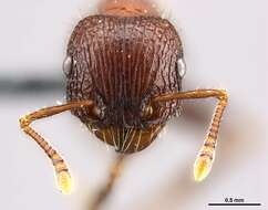 Image of Tetramorium peringueyi Arnold 1926