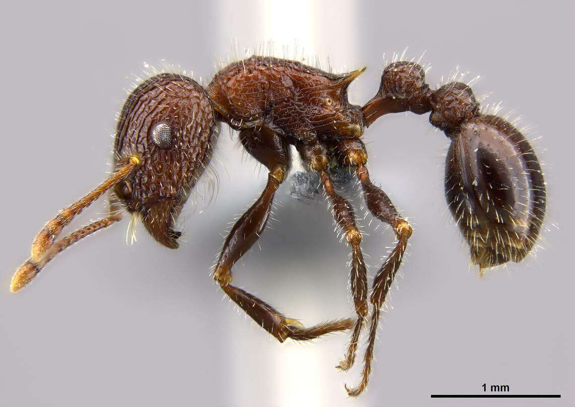 Image of Tetramorium peringueyi Arnold 1926