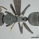 Image of Camponotus mayri Forel 1879
