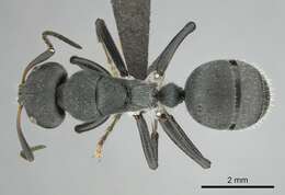 Image of Camponotus mayri Forel 1879