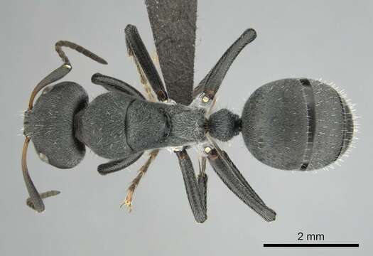 Camponotus mayri Forel 1879的圖片