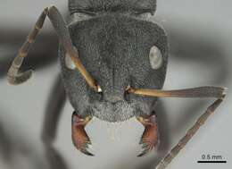 Image of Camponotus mayri Forel 1879