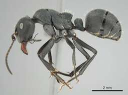 Image of Camponotus mayri Forel 1879