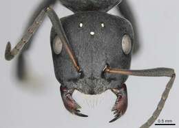 Image of Camponotus mayri Forel 1879