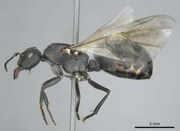 Image of Camponotus mayri Forel 1879