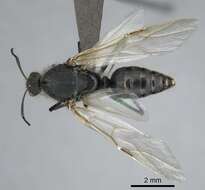 Image of Camponotus mayri Forel 1879