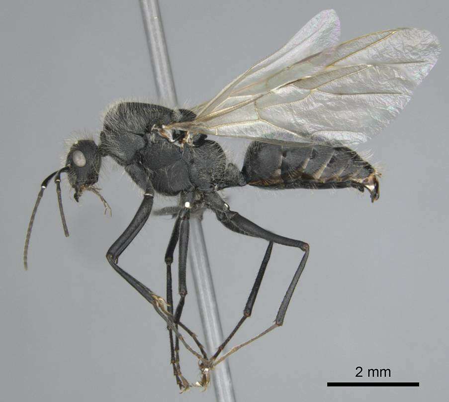 Image of Camponotus mayri Forel 1879