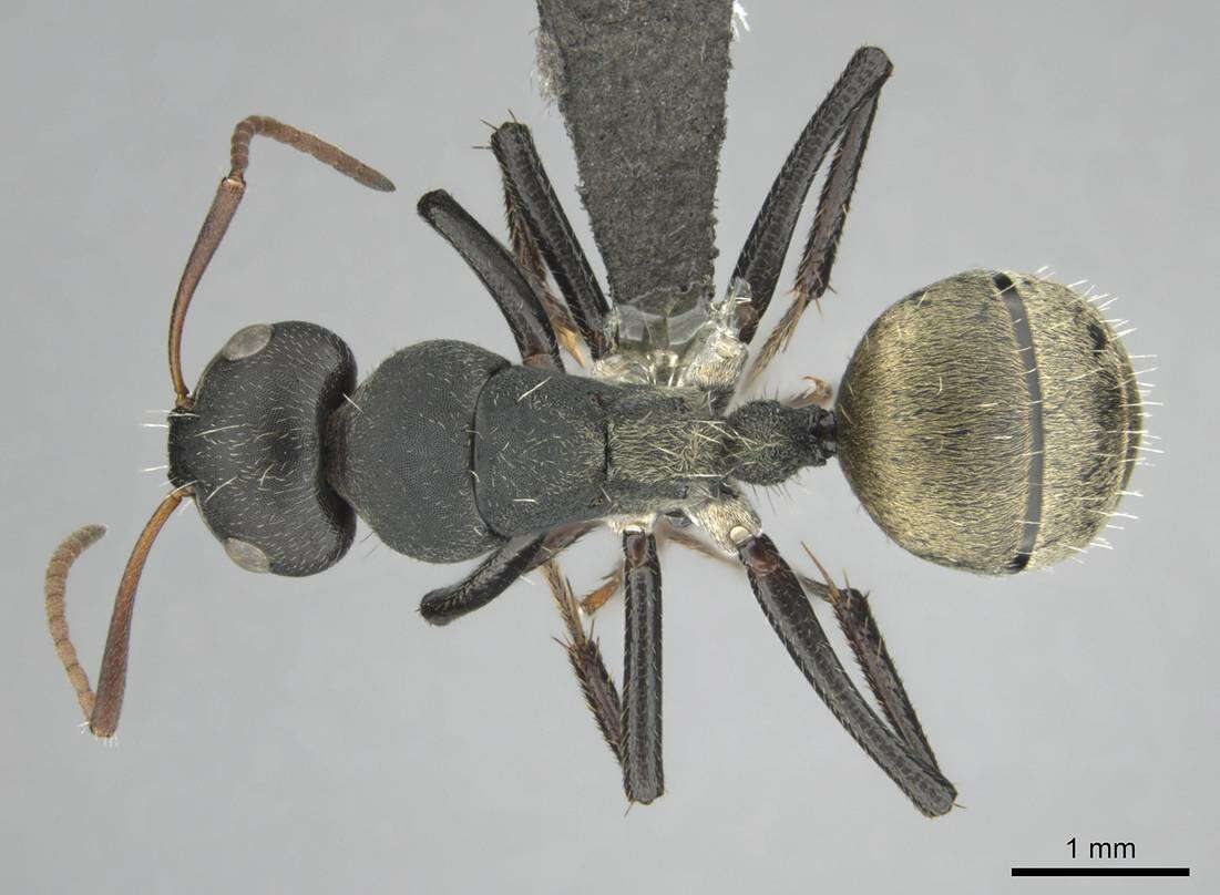 Image of Camponotus sericeus (Fabricius 1798)