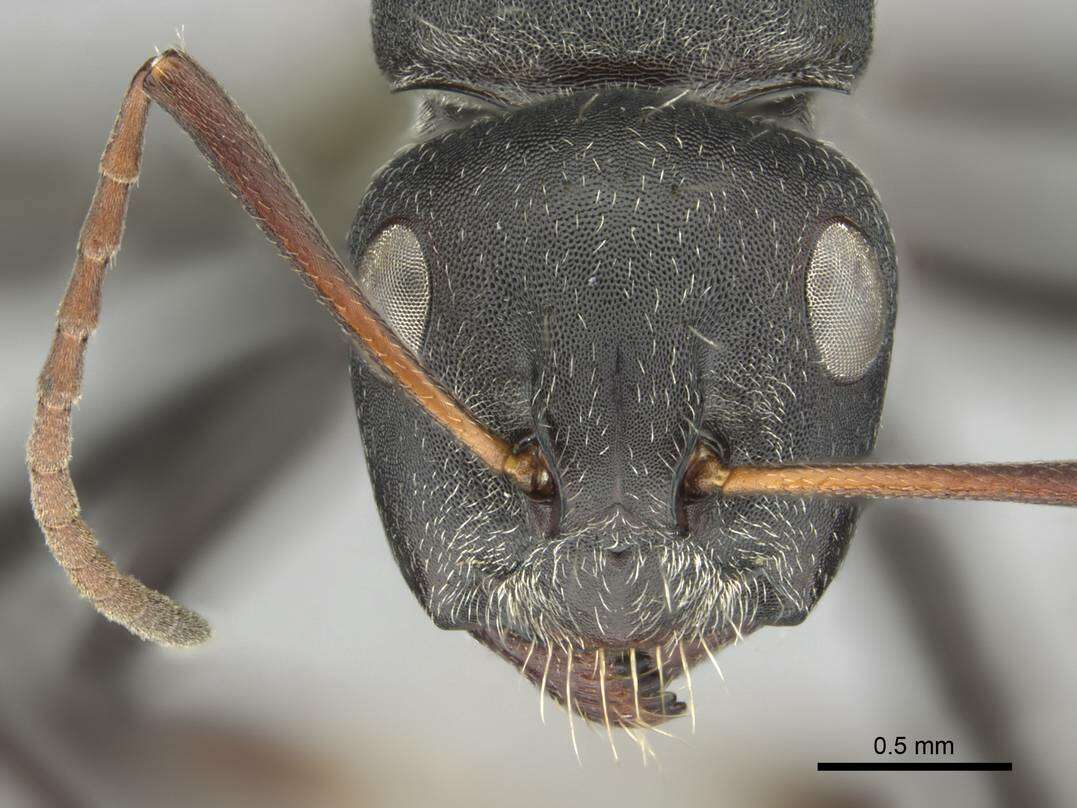 Image of Camponotus sericeus (Fabricius 1798)