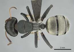 Image of Camponotus sericeus (Fabricius 1798)