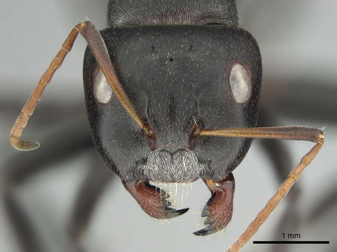 Image of Camponotus sericeus (Fabricius 1798)