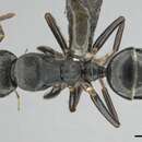 Image of Camponotus liogaster Santschi 1932