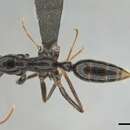 Leptogenys leiothorax Prins 1965 resmi