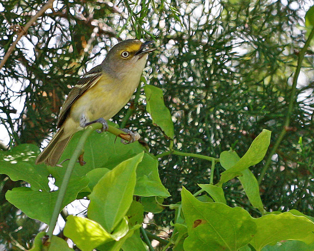 Image of White-eyed Vireo