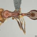 Image of Ocymyrmex cavatodorsatus Prins 1965