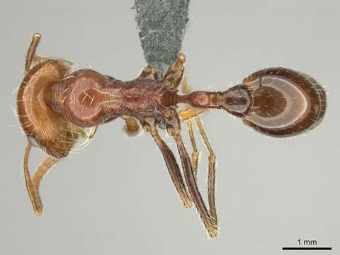 Plancia ëd Ocymyrmex cavatodorsatus Prins 1965