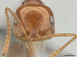 Plancia ëd Ocymyrmex cavatodorsatus Prins 1965