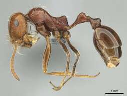 Plancia ëd Ocymyrmex cavatodorsatus Prins 1965