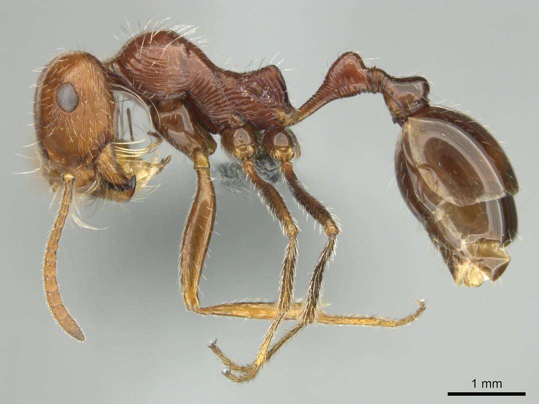 Plancia ëd Ocymyrmex cavatodorsatus Prins 1965