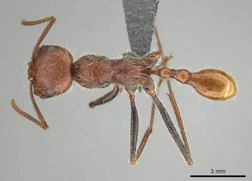 Ocymyrmex hirsutus Forel 1910 resmi