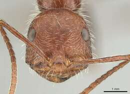 Ocymyrmex hirsutus Forel 1910 resmi