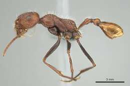 Image of Ocymyrmex hirsutus Forel 1910