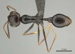 Ocymyrmex turneri Donisthorpe 1931 resmi