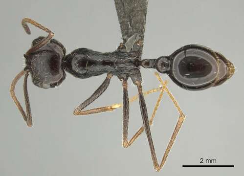 Imagem de Ocymyrmex turneri Donisthorpe 1931