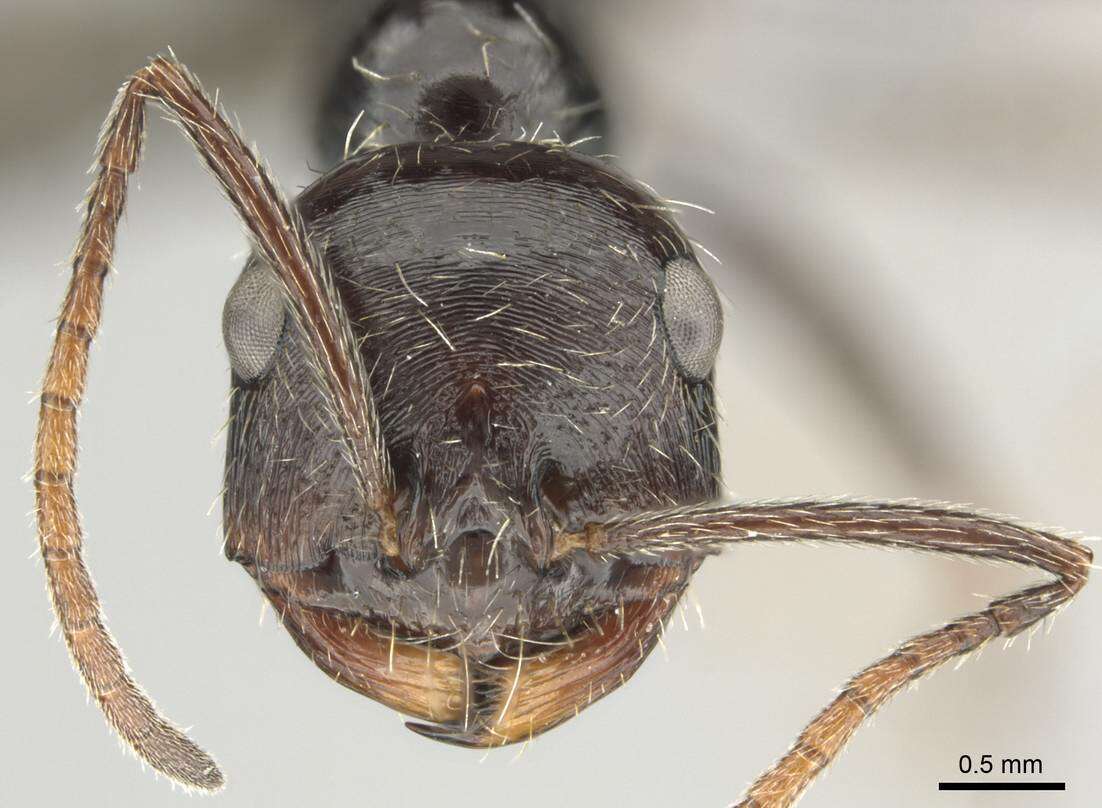 Ocymyrmex turneri Donisthorpe 1931 resmi